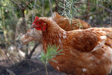 Brown and white chickens in corral. Domestic birds. Farm animals. Poultry industry. Free-range chickens.
