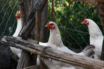 Naklejka premium White chickens in outdoor chicken coop. Poultry. Domestic farm animals. Poultry industry.