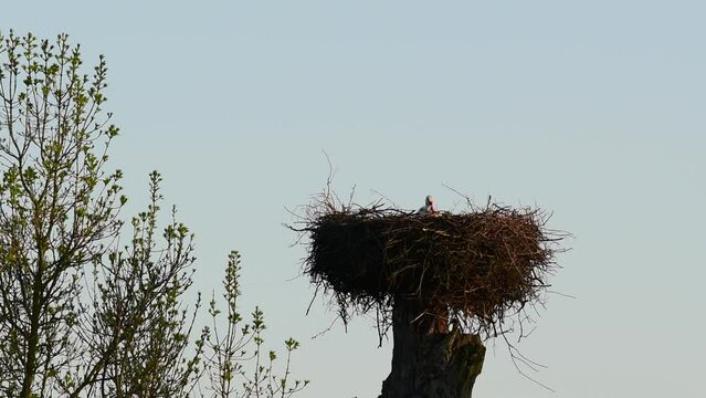 A white stork arrives at the nest with a new batch of dead leaves on the nest lining