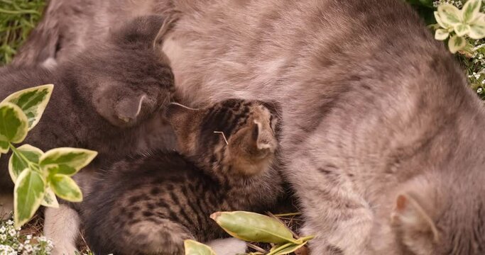 Gray cat feeding her little cubs with milk 4k movie. Caring for young in mammals concept