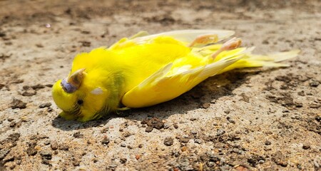 A dead small yellow wild budgie parakeet bird lifeless body fell on the ground. Closeup top view....