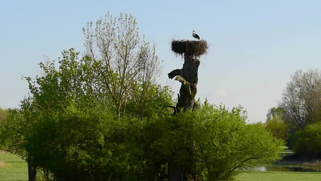 A pair of storks sitting on a nest with hatched chicks on a spring sunny and slightly windy day at the edge of a green floodplain forest in the south of Moravia in the Czech Republic