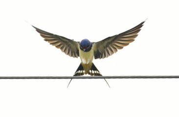 Barn Swallows have a steely blue back, wings, and tail, and rufous to tawny underparts. 