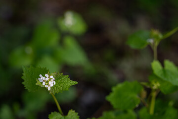 Fototapeta na wymiar White medicinal garlic flower outdoors in nature.
