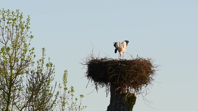 A white stork sits in the nest and warms the eggs, yawns, gets up, prepares its bedding and sits on the eggs again