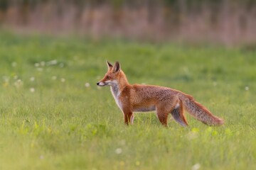 Naklejka na ściany i meble A young red fox walks on the meadow. Wildlife scene with a red fox. Vulpes vulpes