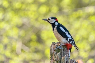 A male great spotted woodpecker sits on a tree stump. Wildlife scene with a woodpecker. Dendrocopos...