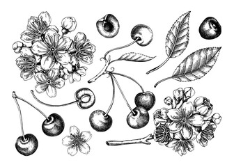 Berry fruit set. Cherry berries, leaves, flowers sketches. Cherry blossom hand-drawn vector illustration. Floral design elements. NOT AI genereted