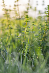Marigold in detail in the lawn.