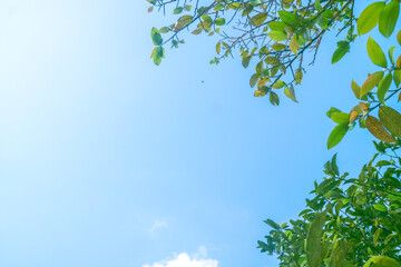 green leaves and blue sky