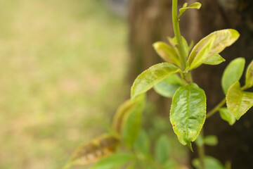 green leaves on a tree