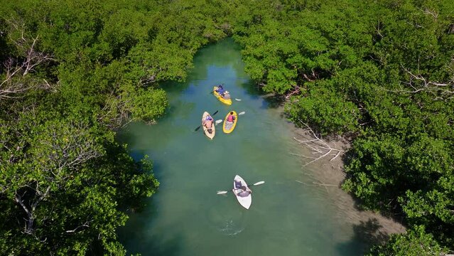Family Kayaking Kayak in the Florida Keys in the Mangrove Forest Wetlands