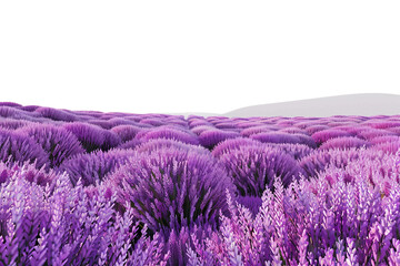 Serene Lavender Fields Photography on transparent background.