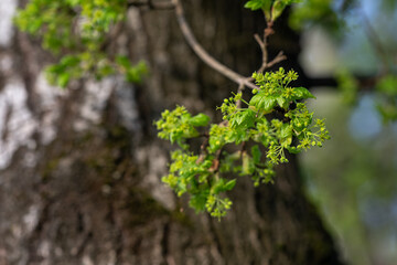 Fototapeta premium Tiny green flowers of a maple tree.