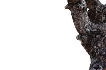 Big tree on a white background (Focus on a specific point)