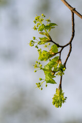 Tiny green flowers of a maple tree.