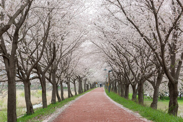 a spring scene with cherry blossoms in bloom