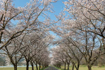 a spring scene with cherry blossoms in bloom