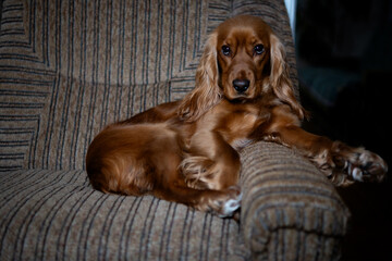 A cute English cocker spaniel lies on the sofa and looks intently at someone.