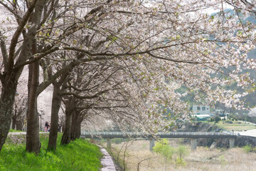 Fototapeta premium a spring scene with cherry blossoms in bloom