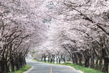 Poster a spring scene with cherry blossoms in bloom © 미정 최