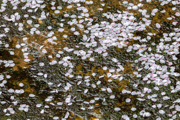 Obraz na płótnie Canvas a spring scene with cherry blossoms in bloom