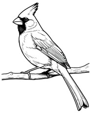 Feathered Friend: Cardinal Coloring Page