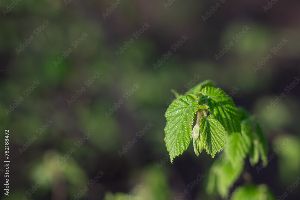 Wall mural Fresh green leaves of hazel on a twig.