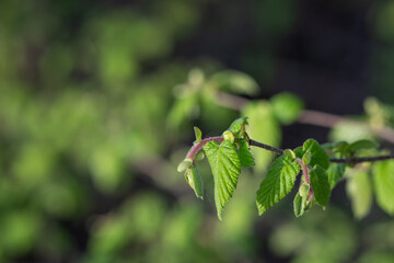 Fresh green leaves of hazel on a twig.
