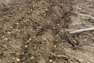 Onion seeds are planted in ditches in the garden. The concept of caring for a plantation or planting onions in spring
