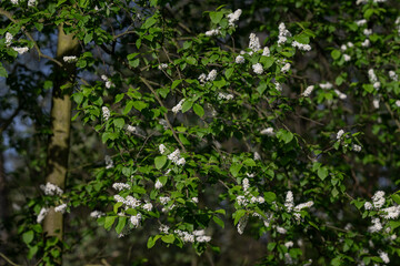 Tiny white flowers of common sedge.