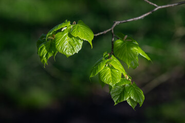 Fresh green linden leaves on a twig.