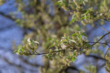 Close-up of ash willow flowers and fluff.
