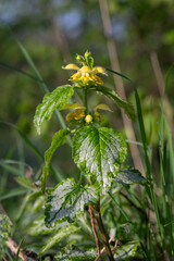 Silver-plated boxwood with yellow flowers.