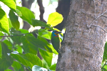 Psilopogon nuchalis is busy pecking at insects and ants in front of a tree hole