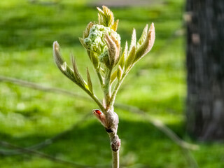 Flower buds cluster of rowan tree, sorbus aucuparia. The branch with young green leaves and flower buds in early spring