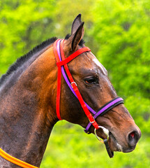 Portrait of a brown horse before the race.