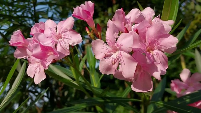 Fresh Pink Flower Nerium Oleander with nature background of green leaves and blue sky.