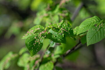 Lush green leaves and galls of the wort. - obrazy, fototapety, plakaty