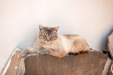 Gato acostado sobre una roca en la tarde  - obrazy, fototapety, plakaty