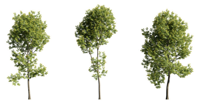 Various trees on transparent background, cutouts 3D rendering for illustration & digital composition