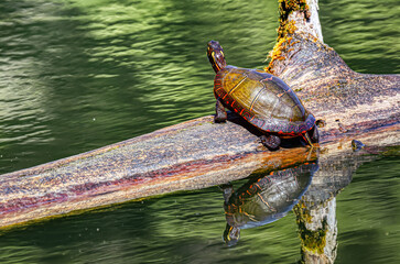 Painted Turtles climb up onto a log to sun themselves during a very warm day in early April....