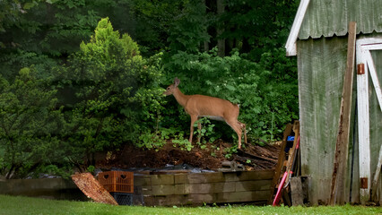 This Doe is feeding is on the weeds that are growing along my compost pile just beside our Shed. ...