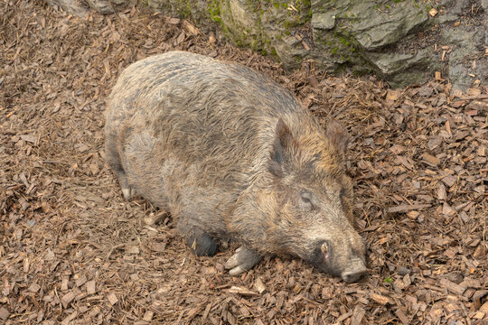 Wild boar in Feldkirch in Austria