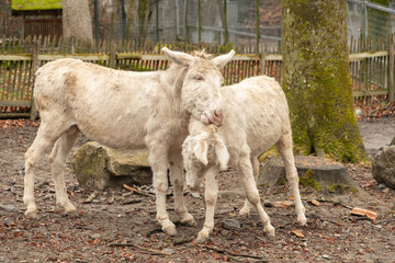 Fototapeta premium White baroque donkey in Feldkirch in Austria