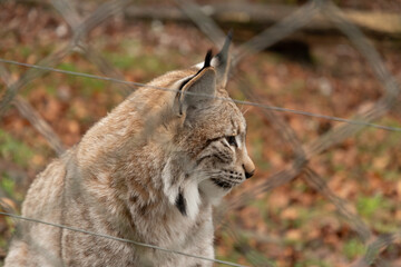 Majestic lynx in Feldkirch in Austria