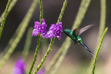 Beautiful hummingbird in flight feeding on attractive purple flowers. Attractive green thorntail...