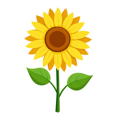 Sunflower flower with seeds, botanical floral design element
