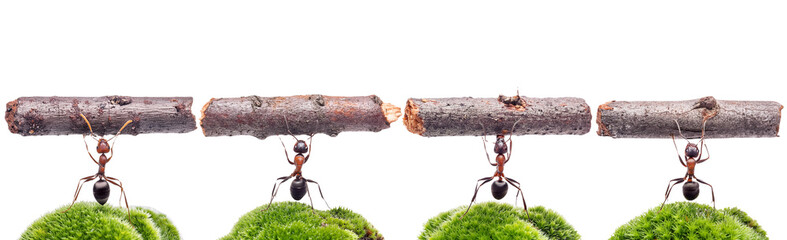 worker ant holding log, isolated on transparent background