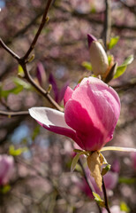 Beautiful spring flower blooming magnolia